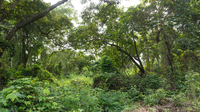 Conservation et intégration de la forêt sacrée Noundahozoun