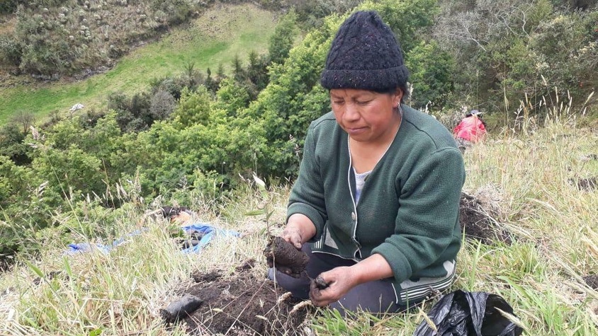 Soutien à la pépinière Agropecuaria Emprendimiento Mutualista de Ancuya en Colombie