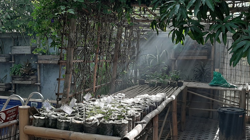Soutien à la pépinière du village de Popal et plantation de 5 à 10 000 arbres